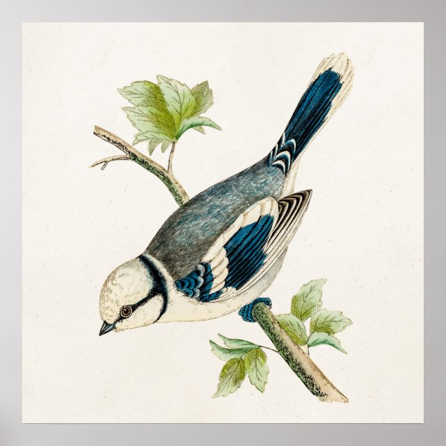 Pôster Vintage 1800s Blue Bird Songbird Birds Drawing (Frente)