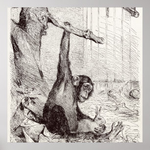 Poster Vintage 1800s Coelho Chimpanzé Coelho Coelho Coelh