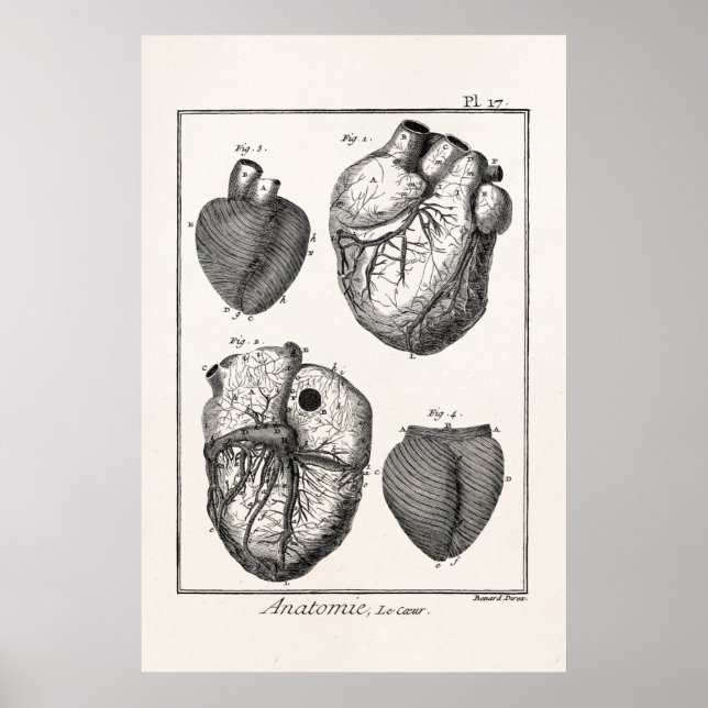 Pôster Vintage 1800s Corações de Anatomia Cardíaca Retro  (Frente)