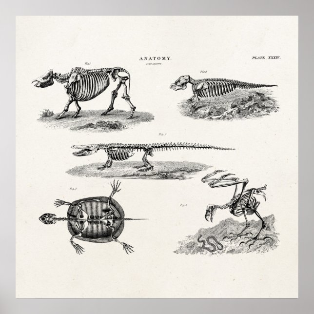 Pôster Vintage 1800s Esqueletos Animais Anatomia Antica (Frente)