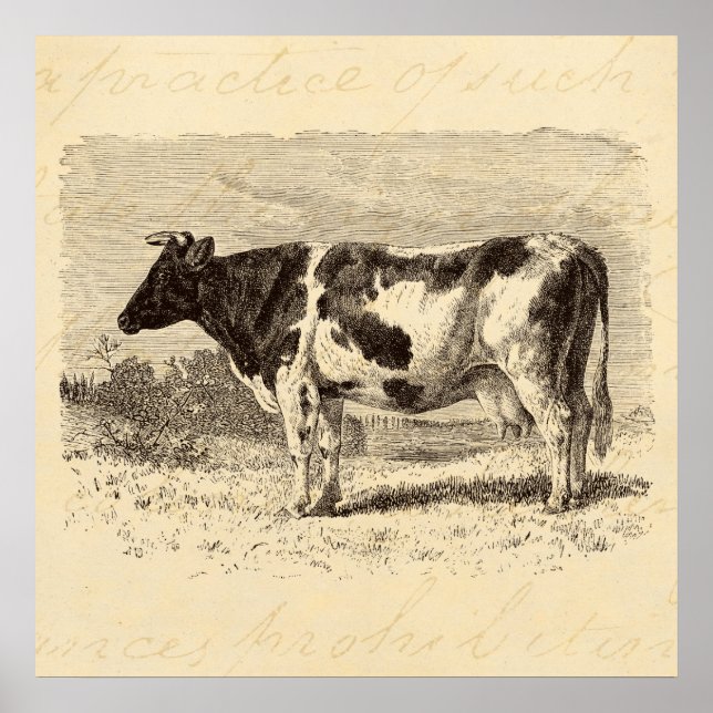 Poster Vintage 1800s Grande Vaca Neerlandesa Retro Vacas  (Frente)
