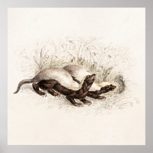 Pôster Vintage 1800s Honey Badger Bee Hive Template Retro