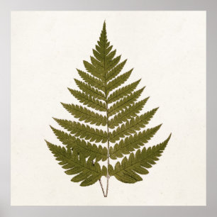 Poster Vintage 1800s Modelo de folha verde-oliva