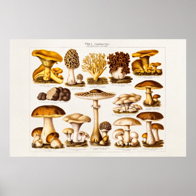 Poster Vintage 1800s Mushroom Variety Modelo (Frente)