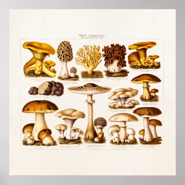 Pôster Vintage 1800s Mushroom Variety Modelo (Frente)