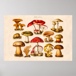 Pôster Vintage 1800s Mushroom Variety Red Mushroom