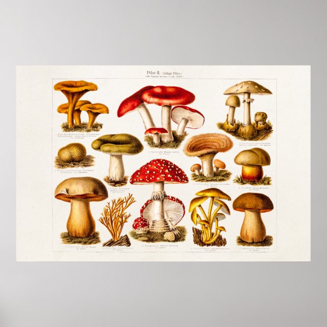 Poster Vintage 1800s Mushroom Variety Red Mushroom (Frente)