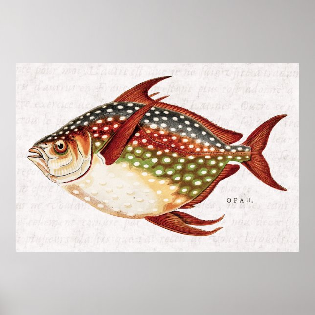 Poster Vintage 1800s Opah Tropical Sporting Fish Drawing (Frente)