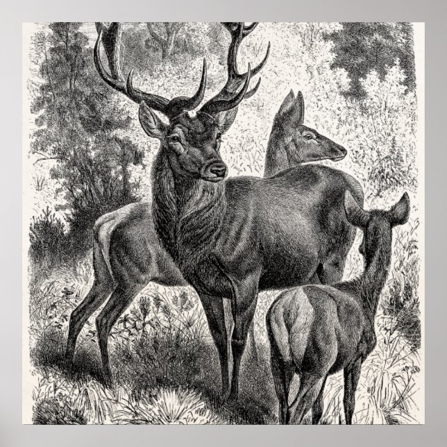 Pôster Vintage 1800s Red Deer Illustration Stag Doe Fawn (Frente)