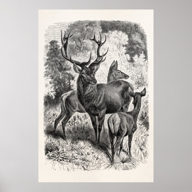 Pôster Vintage 1800s Red Deer Illustration Stag Doe Fawn (Frente)