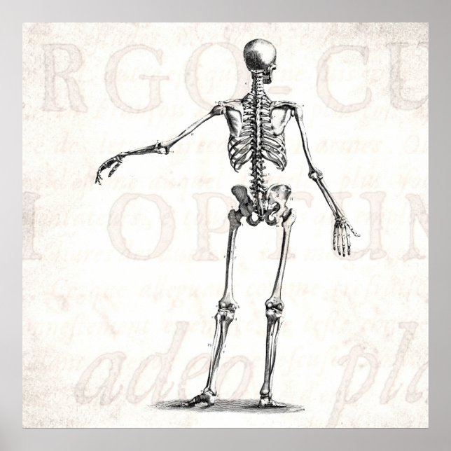 Poster Vintage 1800s Skeleton Antique Anatomy Skeletons (Frente)