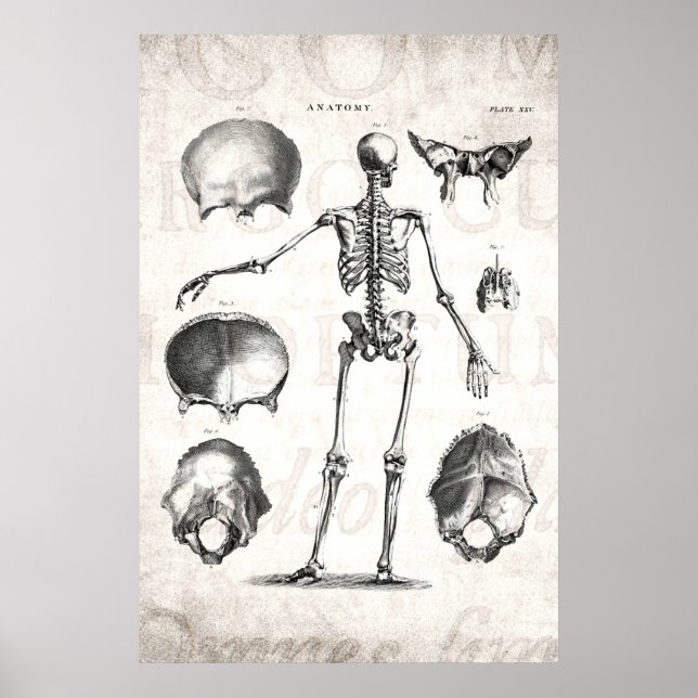 Pôster Vintage 1800s Skeleton Antique Anatomy Skeletons (Frente)