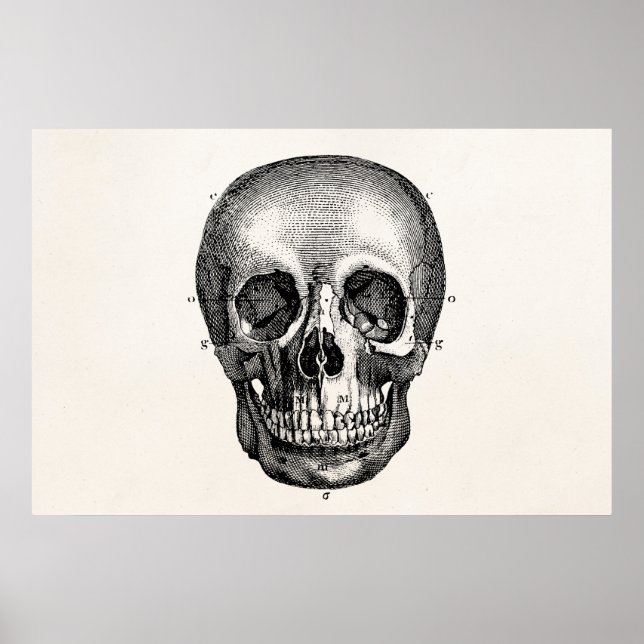 Poster Vintage 1800s Skull Retro Skeleton (Frente)