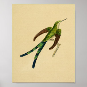 Pôster Vintage 1830 Hummingbird Print Green Red