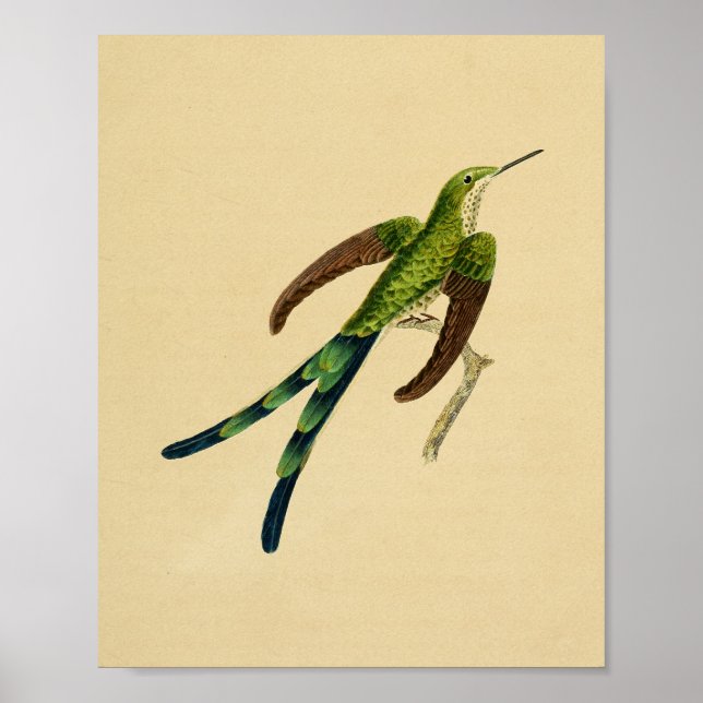 Pôster Vintage 1830 Hummingbird Print Green Red (Frente)