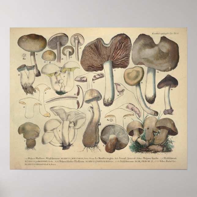 Pôster Vintage 1831 Mushroom Variety Brown Cap Print (Frente)