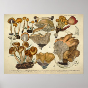 Pôster Vintage 1831 Mushroom Variety Brown Fungus Impress