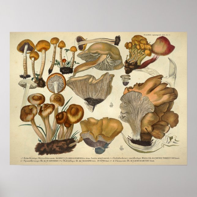 Pôster Vintage 1831 Mushroom Variety Brown Fungus Impress (Frente)