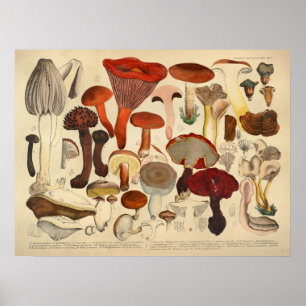 Pôster Vintage 1831 Mushroom Variety Brown Red Print