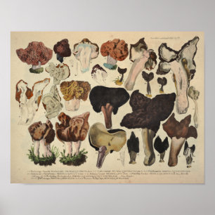 Poster Vintage 1831 Mushroom Variety Fungus Brown Impress