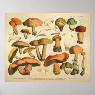 Pôster Vintage 1831 Mushroom Variety Green Brown Impress
