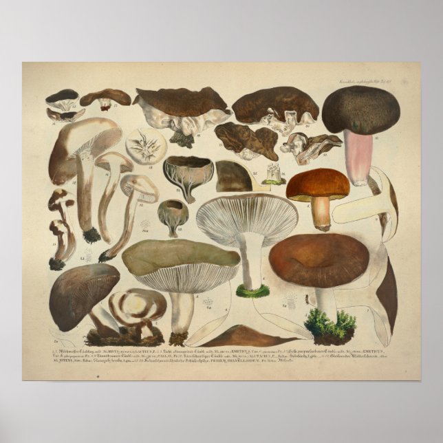 Pôster Vintage 1831 Mushroom Variety Green Brown Impressã (Frente)