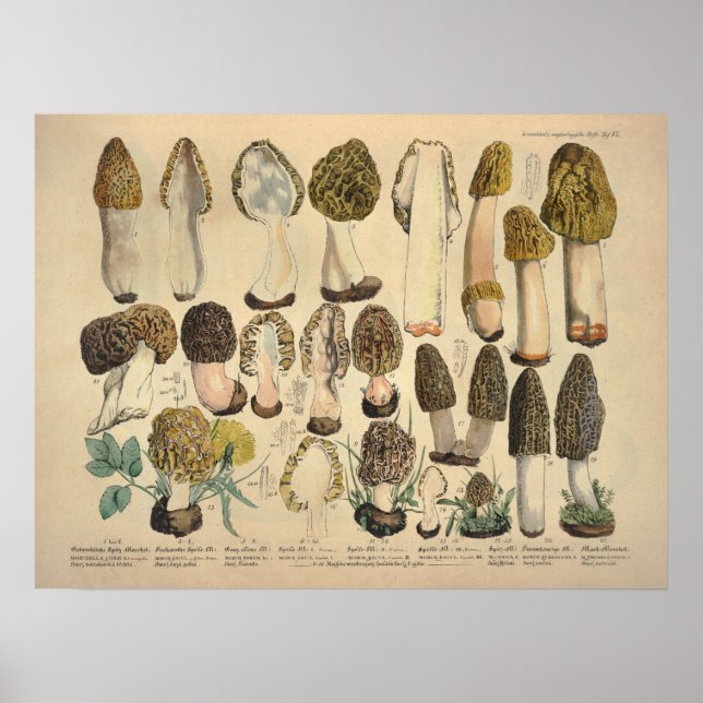 Pôster Vintage 1831 Mushroom Variety Green Brown Impressã (Frente)