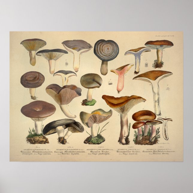 Pôster Vintage 1831 Mushroom Variety Green Brown Impressã (Frente)