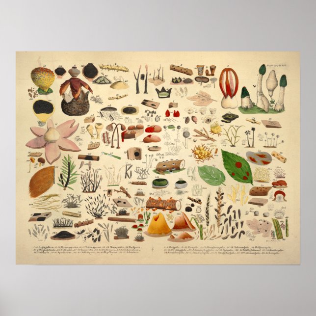 Pôster Vintage 1831 Mushroom Variety Green Yellow Impress (Frente)