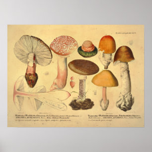 Poster Vintage 1831 Mushroom Variety Orange Yellow Impres