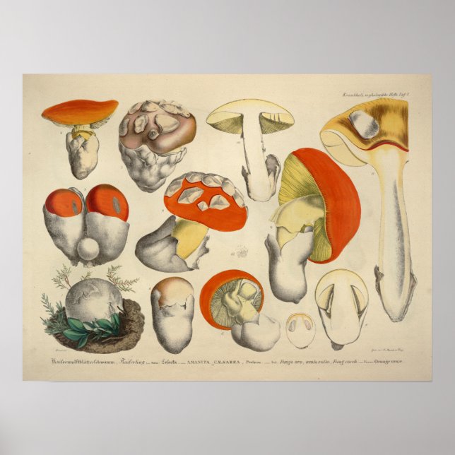 Poster Vintage 1831 Mushroom Variety Orange Yellow Impres (Frente)