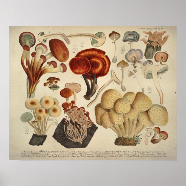 Poster Vintage 1831 Mushroom Variety Yellow Brown Impress (Frente)