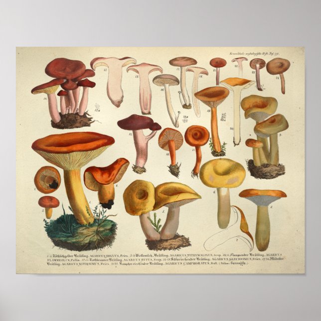 Pôster Vintage 1831 Mushroom Variety Yellow Brown Impress (Frente)