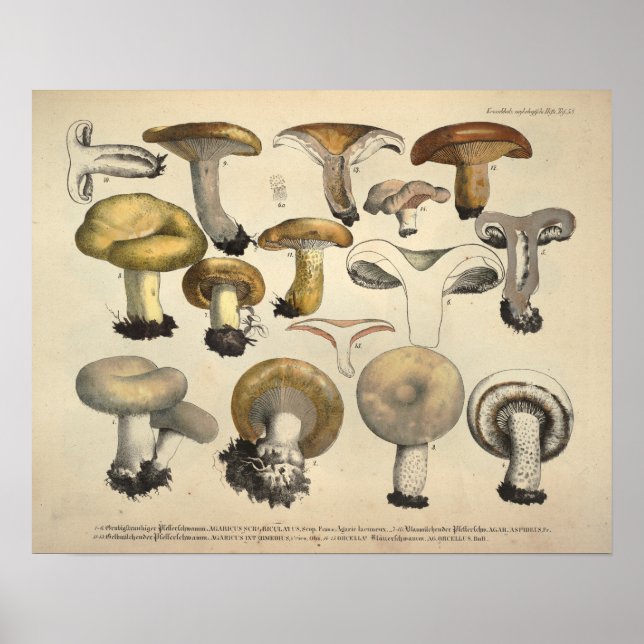 Pôster Vintage 1831 Mushroom Variety Yellow Brown Impress (Frente)