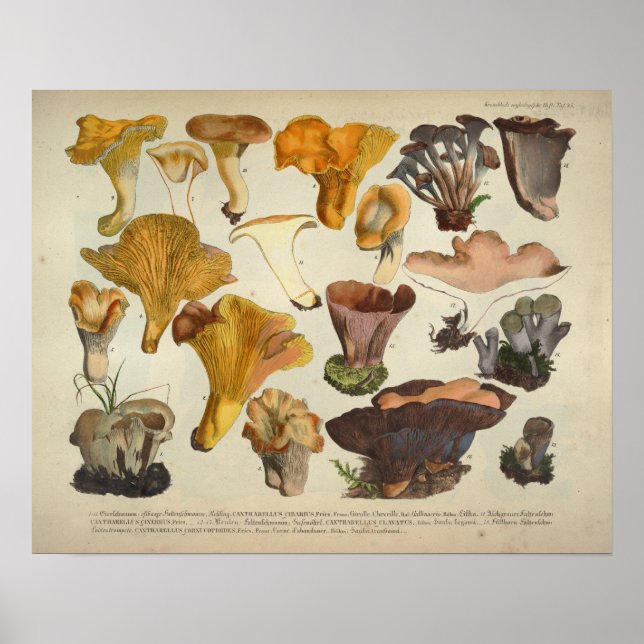 Poster Vintage 1831 Mushroom Variety Yellow Brown Impress (Frente)