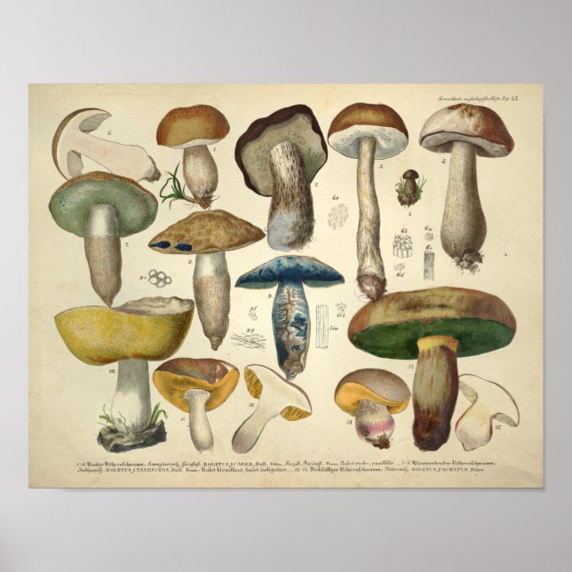 Poster Vintage 1831 Mushroom Variety Yellow Green Impress (Frente)