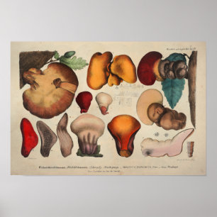 Pôster Vintage 1831 Mushroom Variety Yellow Red Impressã