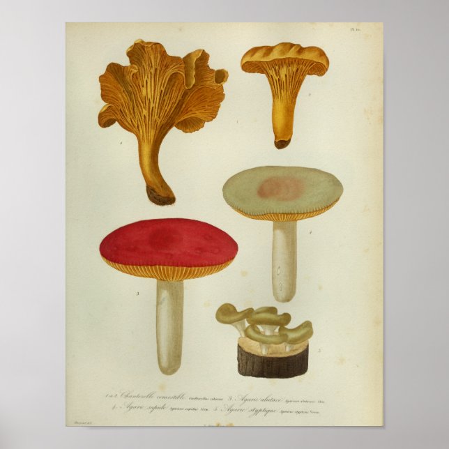 Poster Vintage 1841 Red Yellow Brown Mushroom Art Impress (Frente)