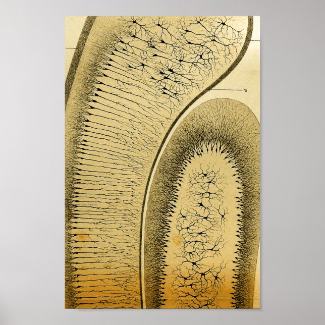 Pôster Vintage 1886 Sistema Nervoso Central (Frente)