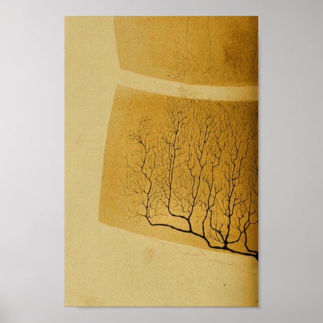 Pôster Vintage 1886 Sistema Nervoso Central (Frente)