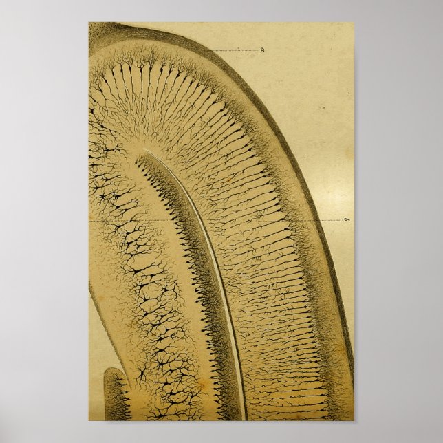 Pôster Vintage 1886 Sistema Nervoso Central (Frente)