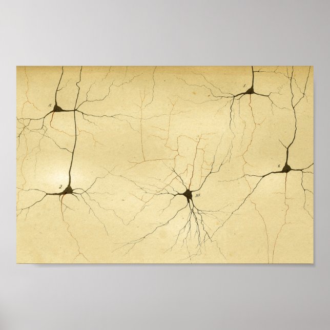 Pôster Vintage 1886 Sistema Nervoso Central (Frente)