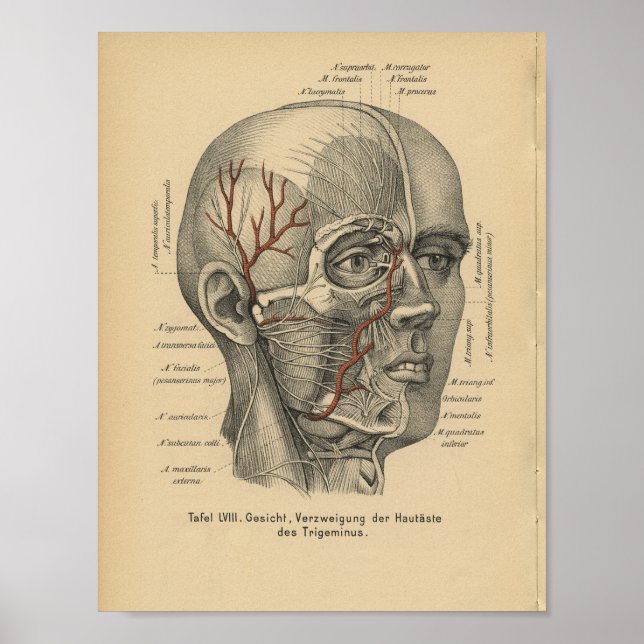 Poster Vintage 1888 Anatomia Alemã Nervos Faciais Impress (Frente)