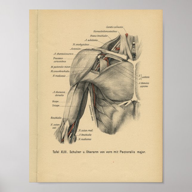 Poster Vintage 1888 Human Anatomy Print Shoulder Arm (Frente)