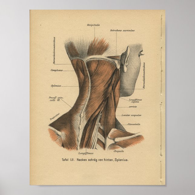 Pôster Vintage 1888 Músculos do Pescoço da Anatomia Alemã (Frente)