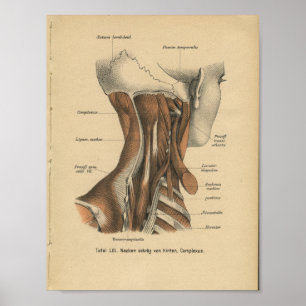 Pôster Vintage 1888 Músculos do Pescoço da Anatomia Alemã