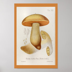 Pôster Vintage 1899 Mushrooms Yellow Orange Art Print