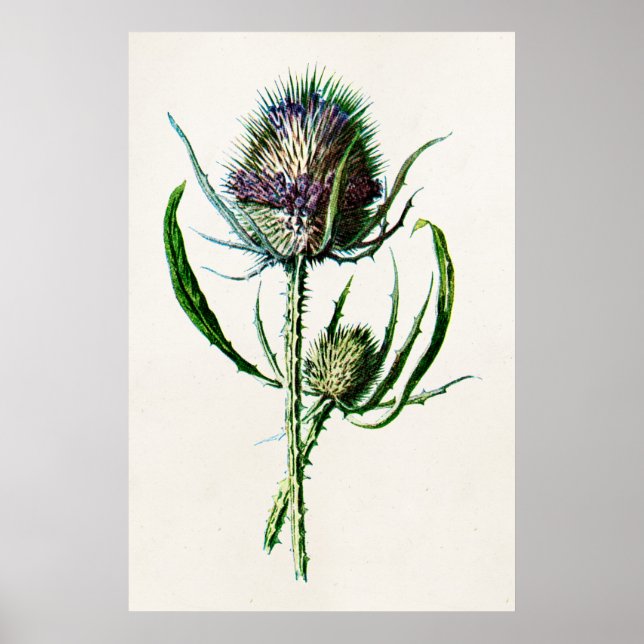 Poster Vintage 1902 Old Scottish Thistle Wild Flower (Frente)