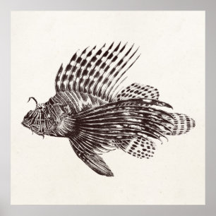 Poster Vintage 1905 Lionfish Scorpionfish Retro Lion Fish