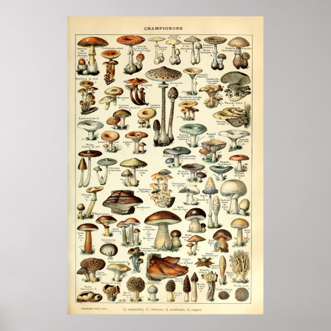 Poster Vintage 1909 Mushroom Art de Adolphe Millot (Frente)